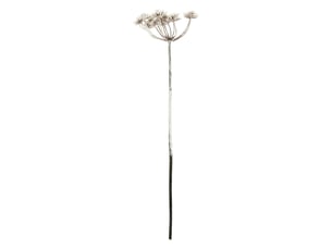 Bch allium enneigee h98cm
