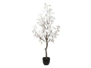 Arbuste blc pot h120