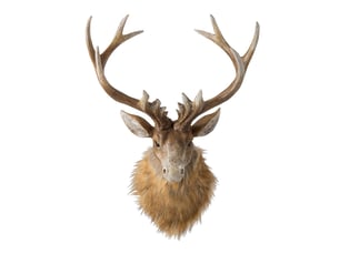 Trophée mural tête de renne ketty 48cm marron