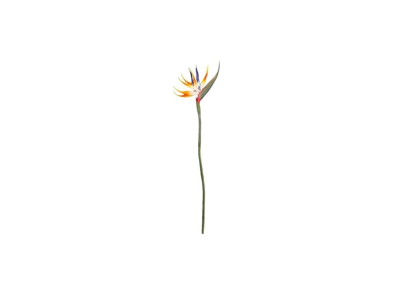  Fleur d'oiseau de paradis, plantes vertes authentiques pour la maison, le jardin, le bureau, les décorations de mariage (220318xy03-1)  - Conforama A