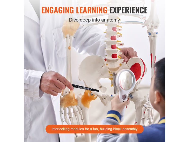  Vevor modèle anatomique du squelette humain 182 cm enseignement de l'anatomie  - Conforama C