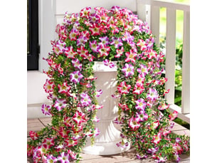 Pétunias artificiels retombants extérieurs – uv résistants, rose violet, idéal terrasse et intérieur