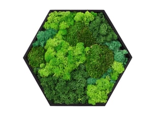 Ecd germany tableau végétal mural, mélange de mousses stabilisées, hexagonal, 38 x 34 cm, vert, décoration d'intérieur véritable effet 3d, sans arrosage ni entretien, cadre en bois, pièce unique