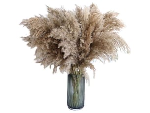Ahlsen herbe de la pampa, 20 pièces, 60 cm, séchée naturellement, mariage, bouquet tendance, fleurs artificielles, pour décoration intérieur, vases intérieur