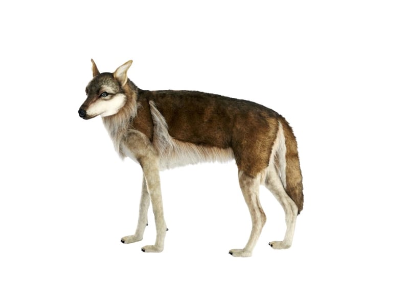  Hansa peluche geante  loup 4 pattes 105cml 6726 - Conforama A