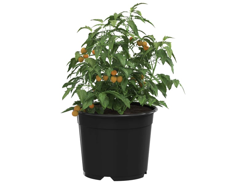 Jardinière - pot à fleurs rond 50 pcs noir ø 10 x 8 cm plastique  - Conforama C