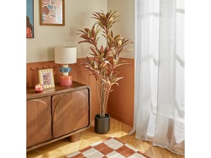 Dracena rouge edi h.180cm avec pot