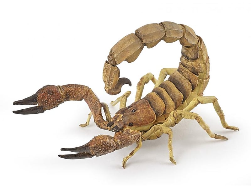  50209 - insectes - scorpion 50209 - Conforama A