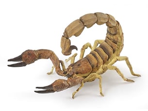 50209 - insectes - scorpion