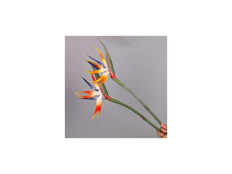  Fleur d'oiseau de paradis, plantes vertes authentiques pour la maison, le jardin, le bureau, les décorations de mariage (220318xy03-1)  - Conforama C