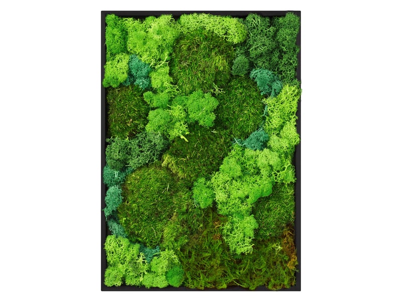 Ecd germany tableau végétal mural, mélange de mousses stabilisées, rectangulaire, 38 x 27 cm, vert, décoration d'intérieur véritable effet 3d, sans arrosage ni entretien, cadre en bois, pièce unique ECD Germany GmbH - Conforama A