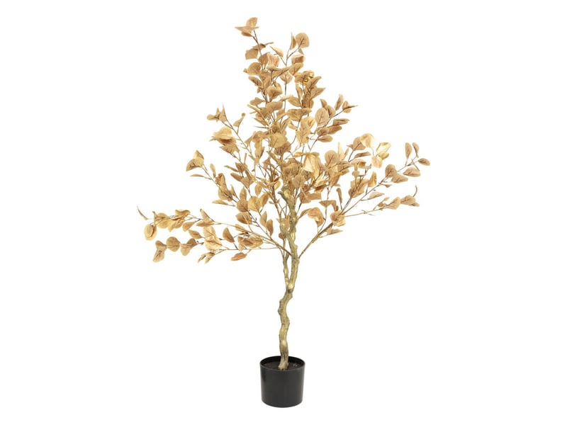  Arbuste euca or pot h120  - Conforama A