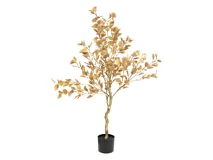 Arbuste euca or pot h120