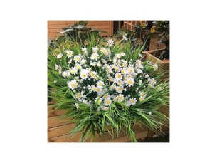 Pièces marguerites artificielles, fleurs en plastique vert buisson, fausses plantes pour intérieur et extérieur (blanc)