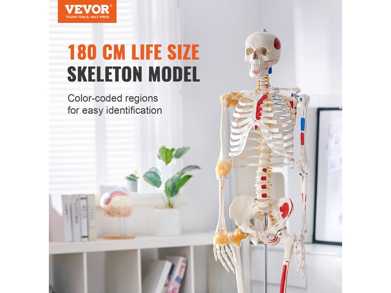 Vevor modèle anatomique du squelette humain 182 cm enseignement de l'anatomie - Conforama B