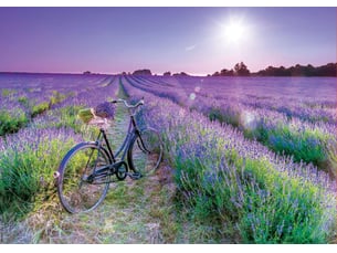 Puzzle 1000 pcs velo dans un champ de lavande