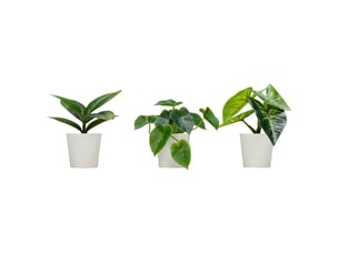 Plante artificielle H.12 cm