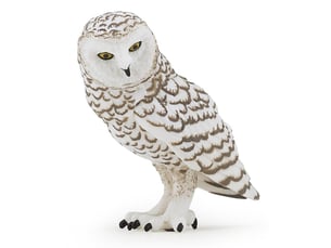 50167 chouette harfang des neiges