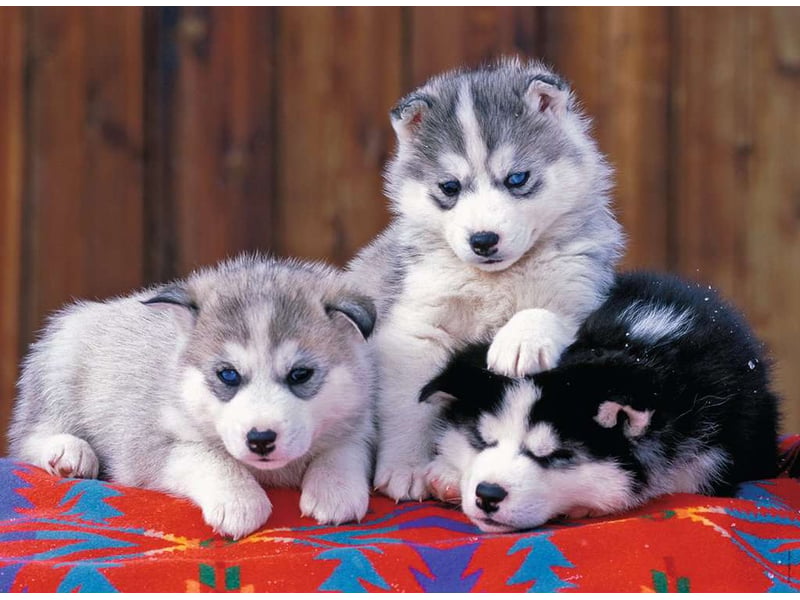  Puzzle xxl 200p mignons huskies 12823 - Conforama A