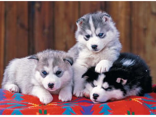Puzzle xxl 200p mignons huskies