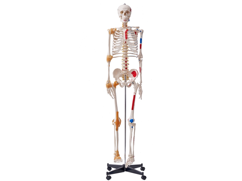  Vevor modèle anatomique du squelette humain 182 cm enseignement de l'anatomie  - Conforama A
