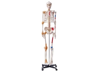 Vevor modèle anatomique du squelette humain 182 cm enseignement de l'anatomie