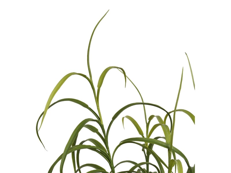  Dracaena décoratif artificiel hauteur 68cm - caena CAENA - Conforama D