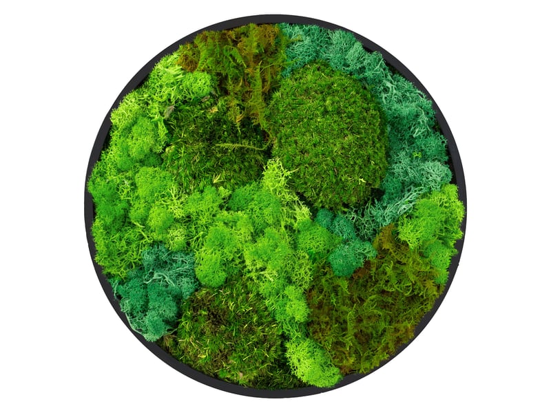  Ecd germany tableau végétal mural, mélange de mousses stabilisées, cadre en mdf rond ø 30 cm, vert, décoration d'intérieur véritable effet 3d, sans arrosage ni entretien, pièce unique ECD Germany GmbH - Conforama A