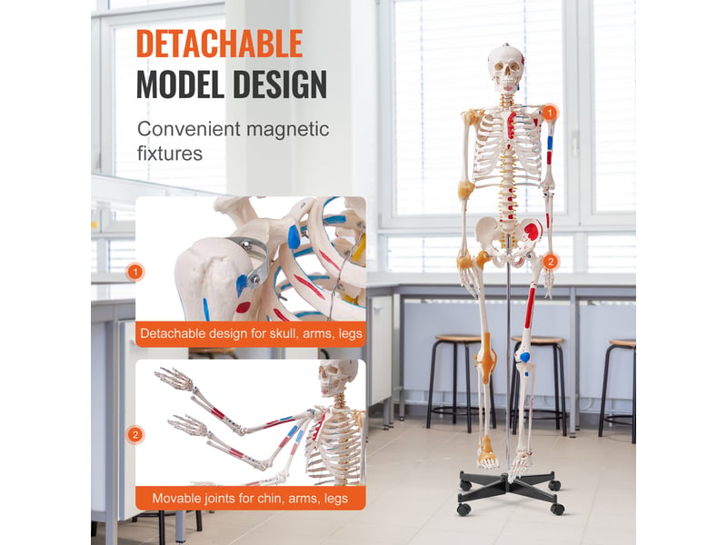 Vevor modèle anatomique du squelette humain 182 cm enseignement de l'anatomie - Conforama D