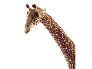 Hansa peluche geante girafe 165 cm  en tissus jacquard