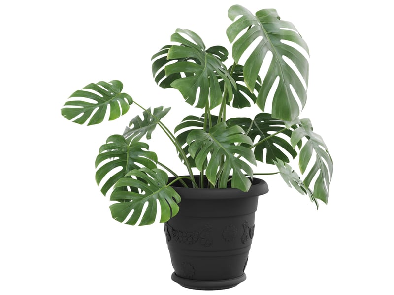 Jardinière - pots de plantes 6 pcs noir ø 22 x 18 cm plastique - Conforama C