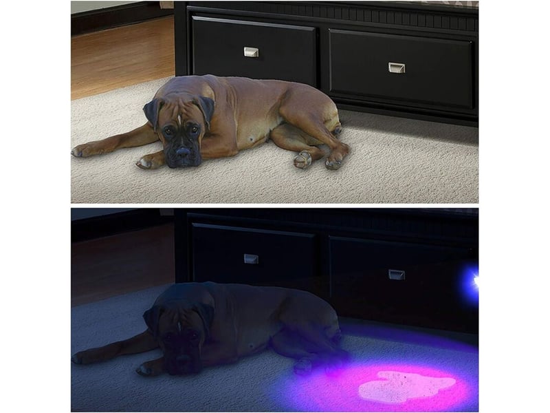  Lampe de poche uv lampe de torche 100 leds violet pour animal domestique d'urine détecteur de taches-noir  - Conforama D