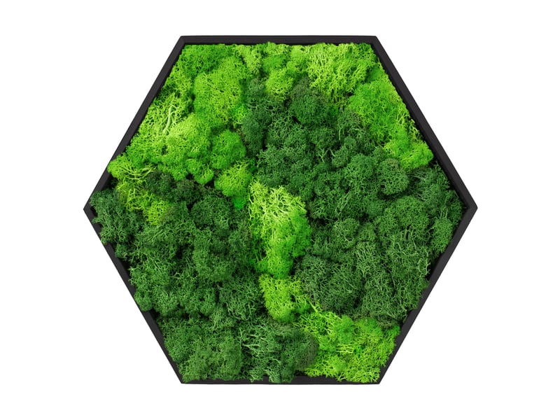 Ecd germany tableau en mousse de renne stabilisée véritable, forme hexagonale 38x34 cm, vert, décoration murale végétale d'intérieur, cadre en bois, sans arrosage ni entretien, effet 3d, pièce unique ECD Germany GmbH - Conforama A