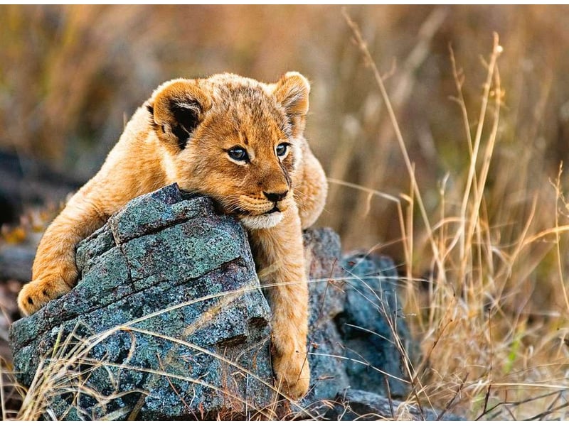  Puzzle 200 p xxl - le petit lionceau 12946 - Conforama A