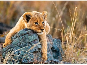 Puzzle 200 p xxl - le petit lionceau