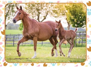 Puzzle 60 p maman et bebe cheval