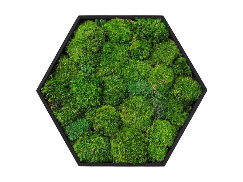  Ecd germany tableau en mousse boule stabilisée véritable, forme hexagonale 38 x 34 cm, vert, décoration murale végétale d'intérieur, cadre en bois, sans arrosage ni entretien, effet 3d, pièce unique ECD Germany GmbH - Conforama A