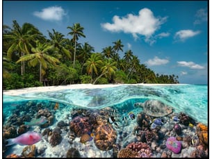 Puzzle adultes une plongee aux maldives - 2000 pcs