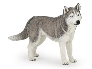 54035 husky de sibérie les chien