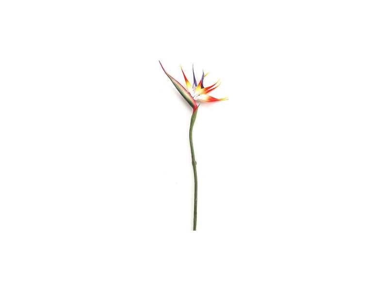  Fleur d'oiseau de paradis, plantes vertes authentiques pour la maison, le jardin, le bureau, les décorations de mariage (220318xy03-1)  - Conforama B