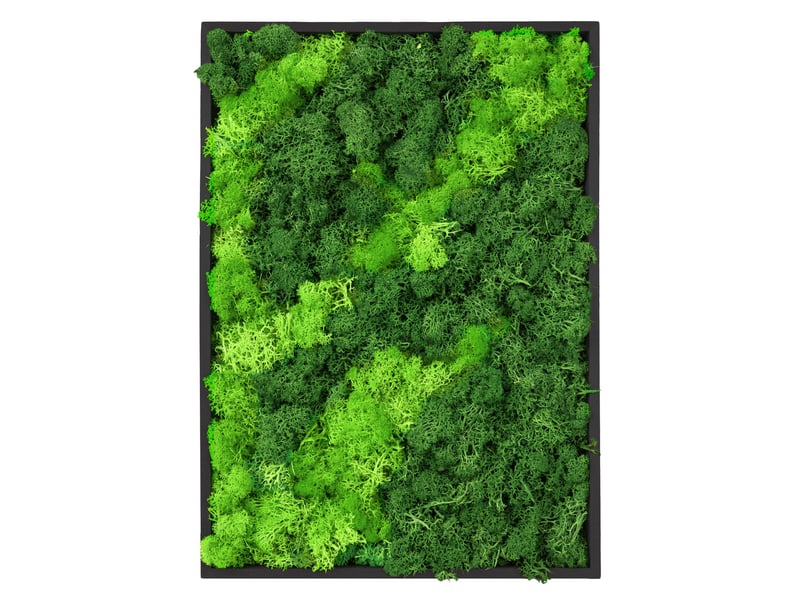 Ecd germany tableau en mousse de renne stabilisée véritable, rectangulaire, 38x27 cm, vert, décoration murale végétale d'intérieur, cadre en bois, sans arrosage ni entretien, effet 3d, pièce unique ECD Germany GmbH - Conforama A