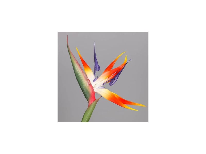  Fleur d'oiseau de paradis, plantes vertes authentiques pour la maison, le jardin, le bureau, les décorations de mariage (220318xy03-1)  - Conforama D