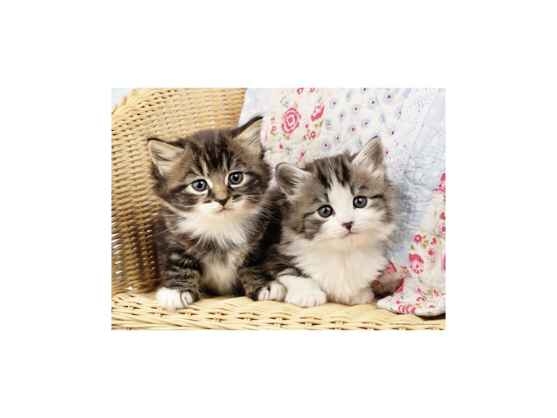 Puzzle 100 pieces duo de chatons avec trieur 3 compartiments 36 x 26 cm RAR86766 - Conforama B