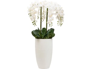 Orchidée